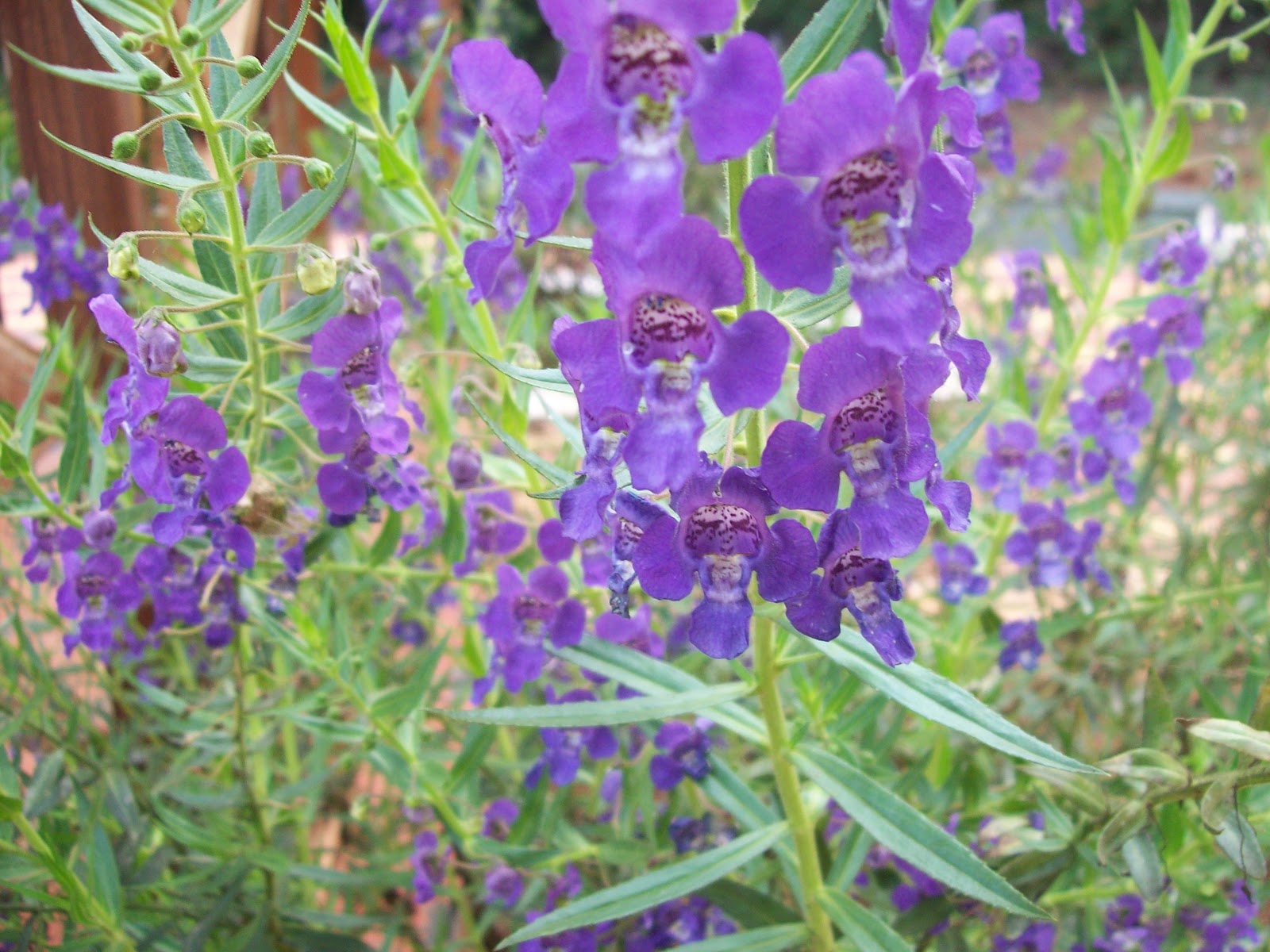 gardentropics Flowers of the Eastern Ghats