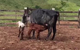 Em caso raro, vaca dá à luz bezerros gêmeos com intervalo de 13 dias entre os nascimentos: 'Coisa de outro mundo'