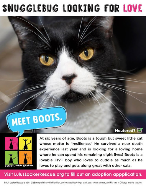 Adopting a cat with FIV FIV cat adoption, special needs cat adoption, adopt a shelter cat month