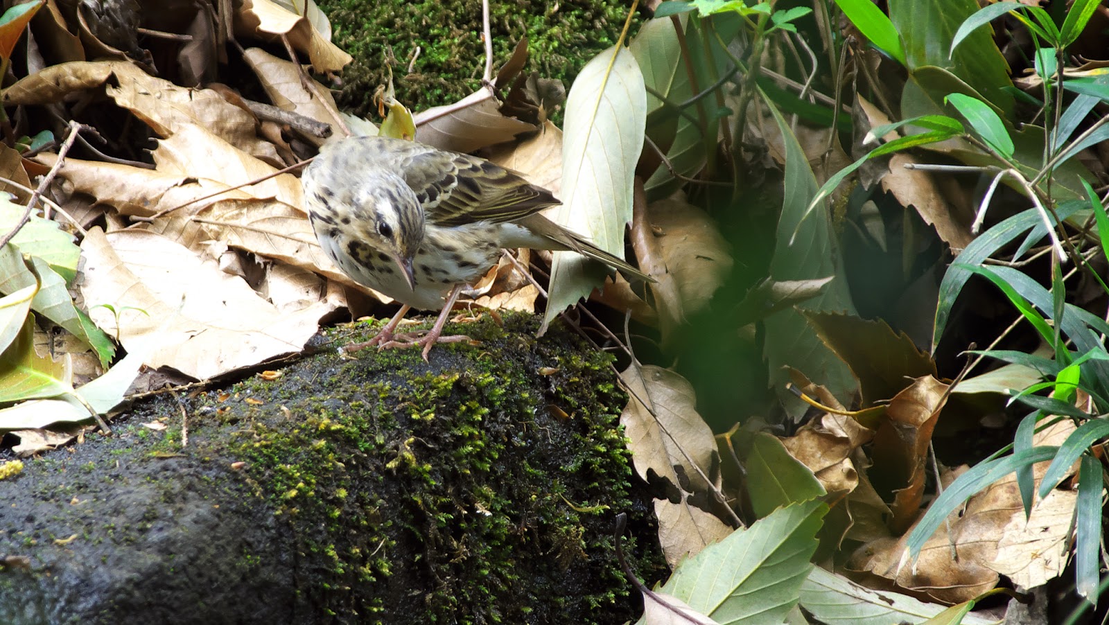 「かわいい」にもかかわらず、新種のクモは「サタン」と名付けられた