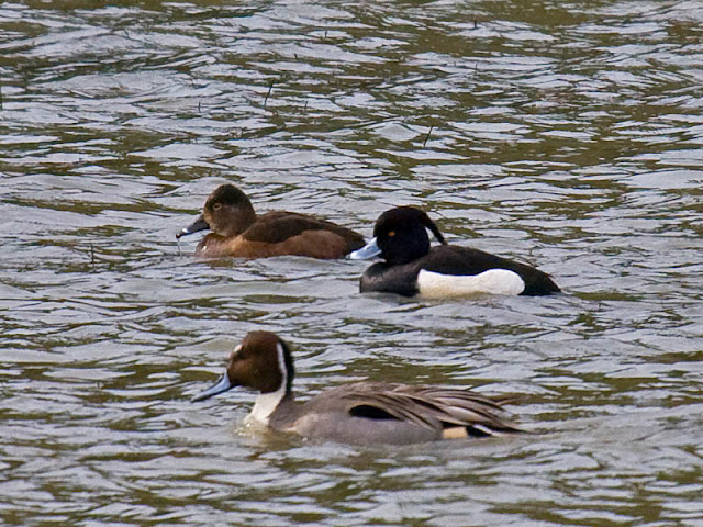Northern Pintail (front), Ring-necked Duck female (rear left), and Tufted Duck male (rear right)