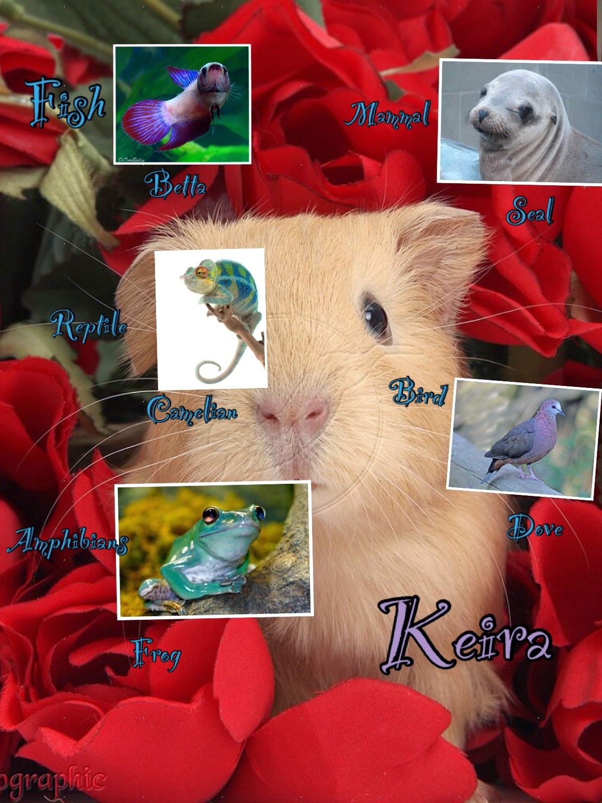 Mrs. Addison: Animal Classification