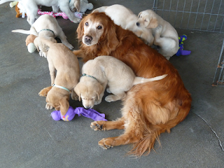 Gaya, a golden retriever, lies on the ground and looks up at the camera as she is surrounded by a group of six yellow lab puppies playing together.