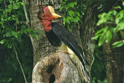 Image result for Burung melilin