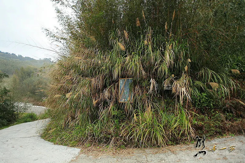 奮起湖石棹景點|龍雲休閒農場森林步道|鐵達尼石 五彩石
