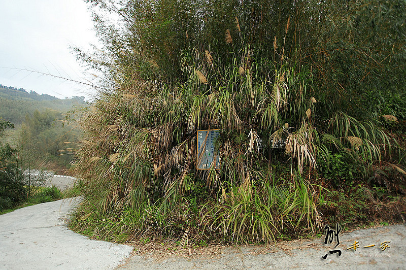 奮起湖石棹景點|龍雲休閒農場森林步道|鐵達尼石 五彩石