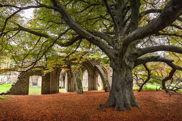 Remains of Margam Abbey and a large autumnal tree by Martyn Ferry Photography