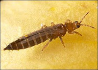 Thrips