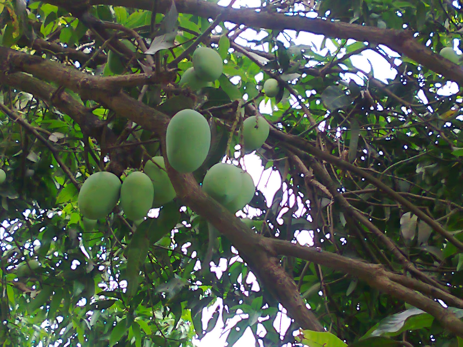 Mango ,the king and most popular palatable fruit in Bangladesh Mango