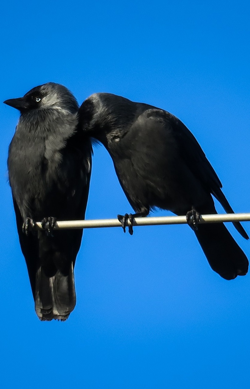 Pair of jackdaws. Pair of jackdaws.