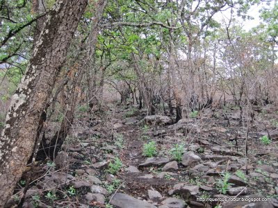 2- Rastros de incendio en Cerro Viejo, bosque subcaducifolio