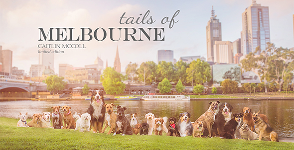 Tails-of-Melbourne-book-Ragamuffin-Pet-Photography