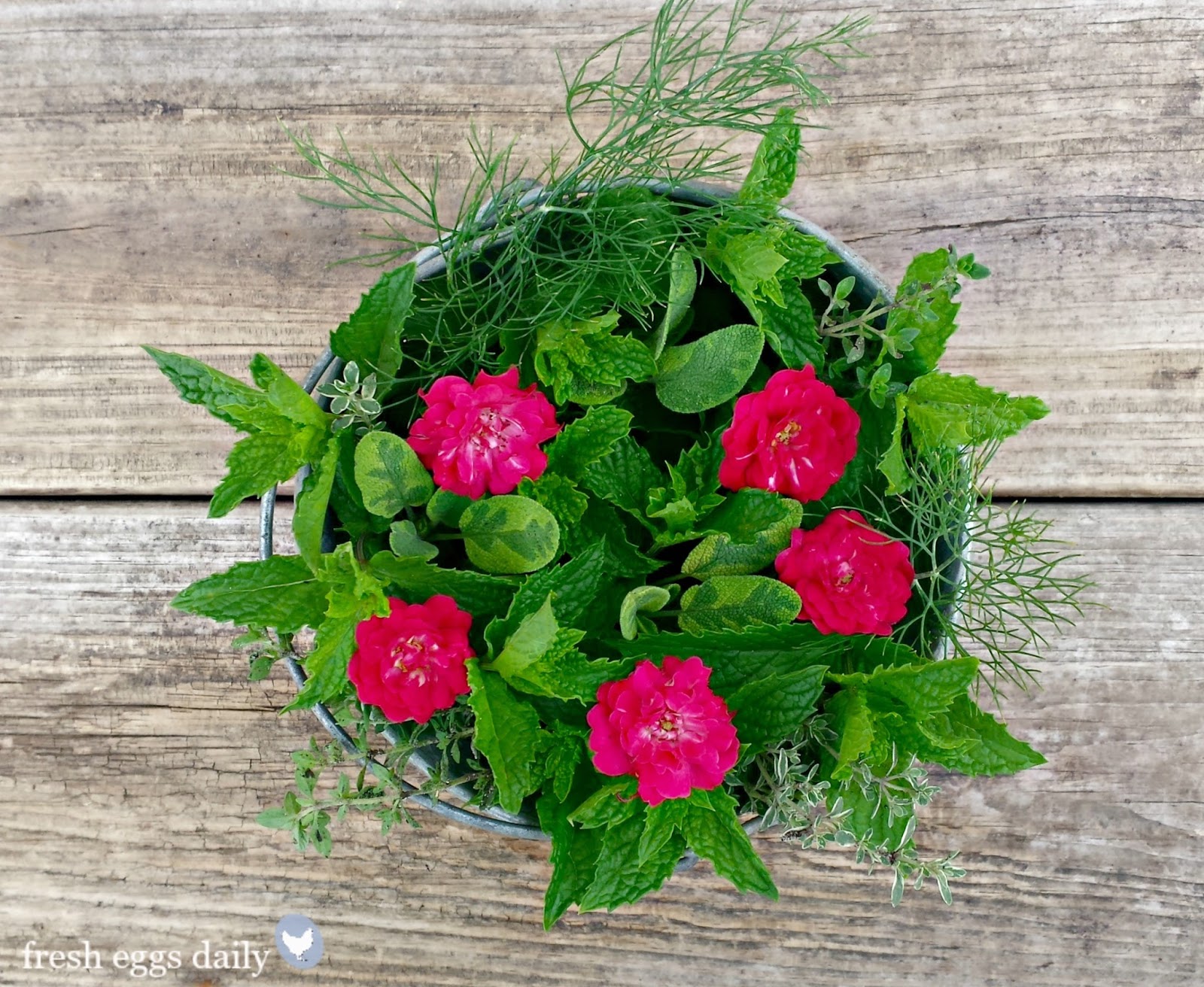 Preventing Hardware Disease (Heavy Metal Poisoning) in Backyard Chickens and Ducks Fresh Eggs