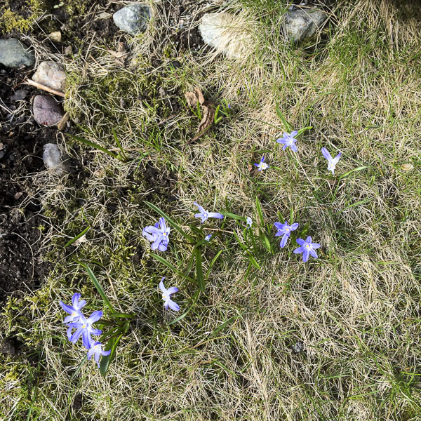 scilla scilla