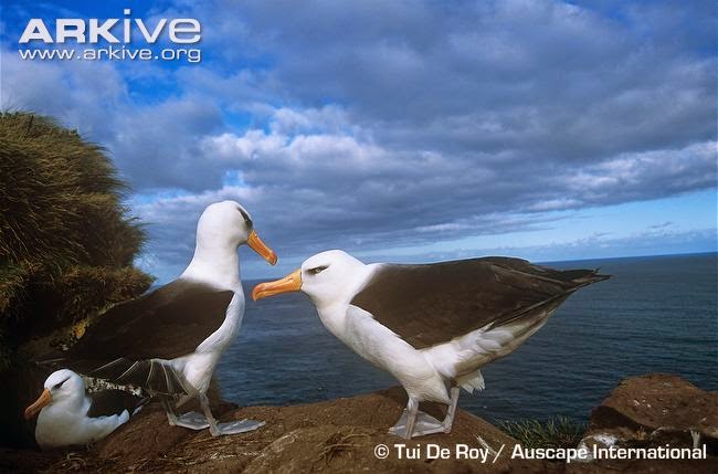 albatros de Campbell Thalassarche impavida