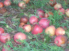 Fallen Apples