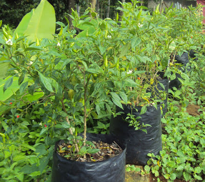 Cara Budidaya Cabe Rawit Dalam Polybag | Tips Merawat Tanaman Ok