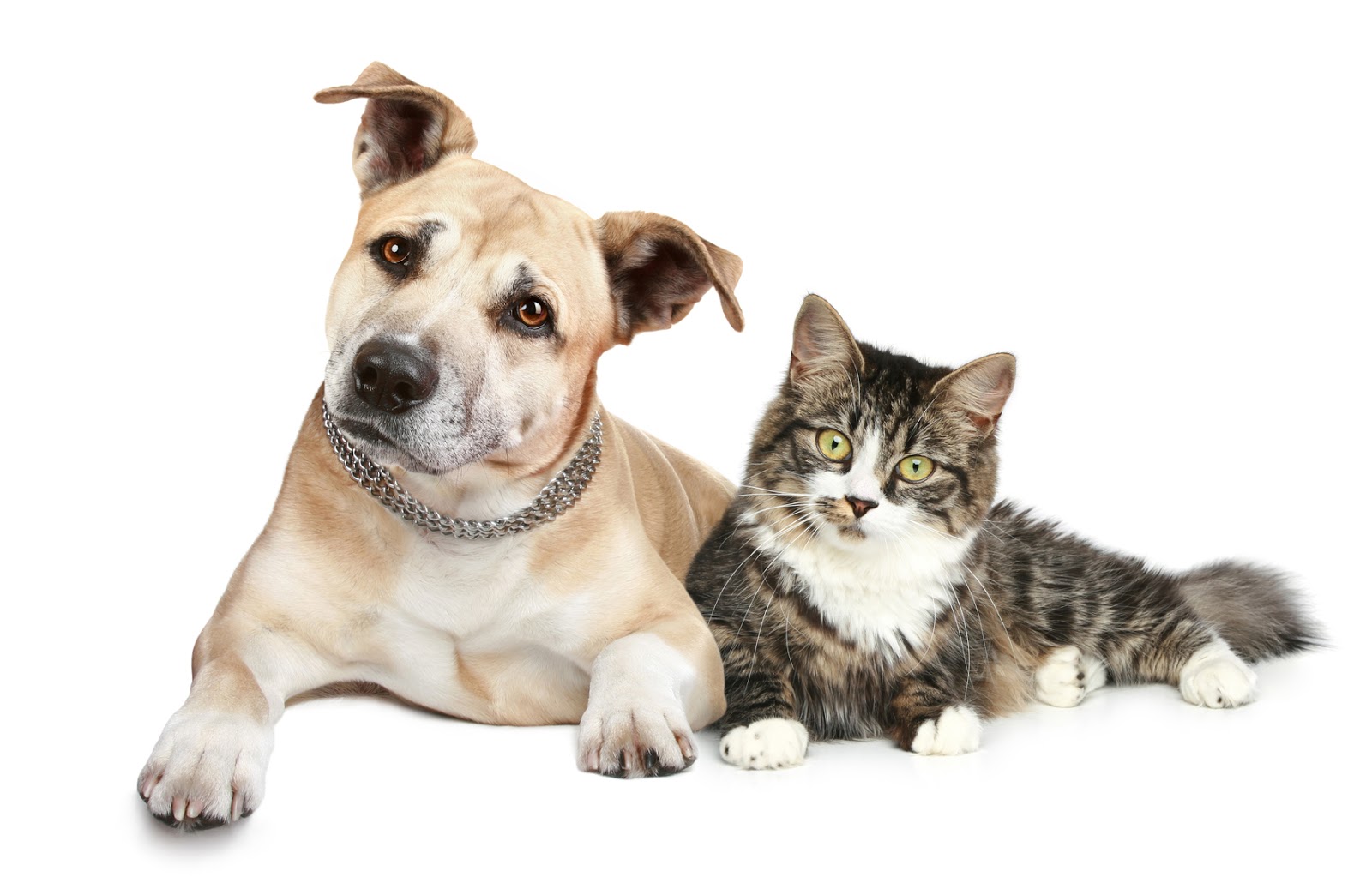 Can Cigarette Smoke Cause Allergies In Dogs Can Cigarette Smoke Cause Allergies In Dogs