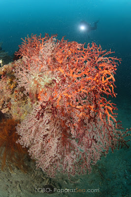 Scuba Diving Lobo Batangas Jun V Lao, Underwater Photography