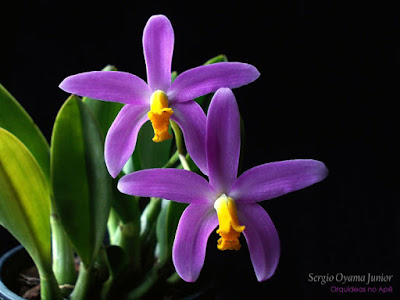 Orquídea Laelia lucasiana
