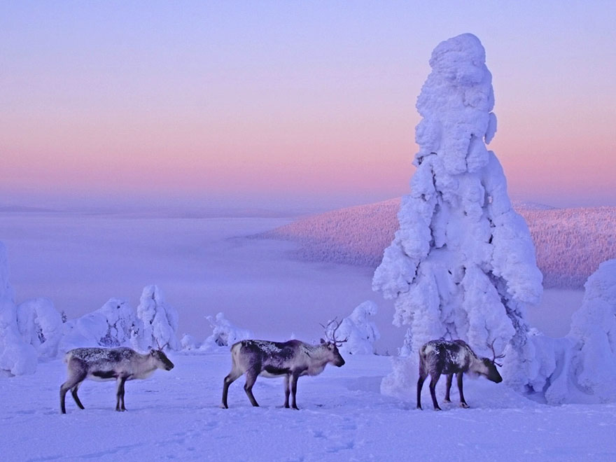 34 Reasons Why Lapland Is The Most Mythical Place To Celebrate Christmas 34 Reasons Why Lapland Is The Most Mythical Place To Celebrate Christmas