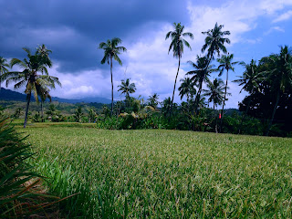 Just One Month Remains For Harvesting The Crops Of Rice Fields