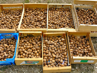 french village diaries walnuts harvest