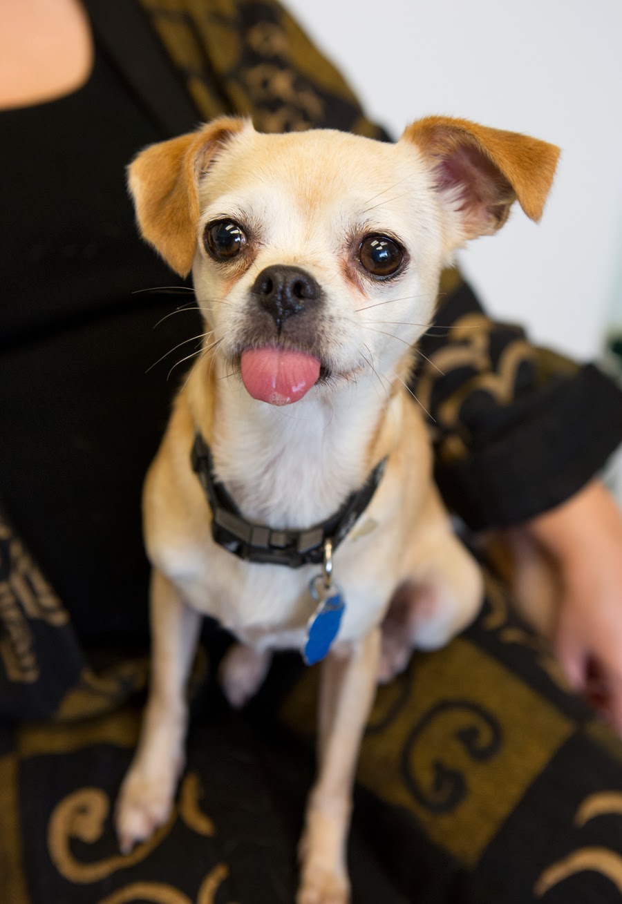 Shelter Dogs of Portland "PRINCESS" funny Chihuahua mix