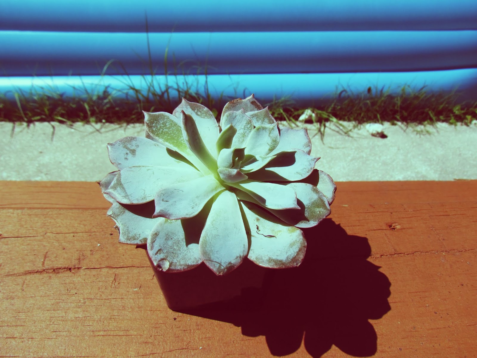 Baby Succulent in Cute Planter by the Pool in Summer