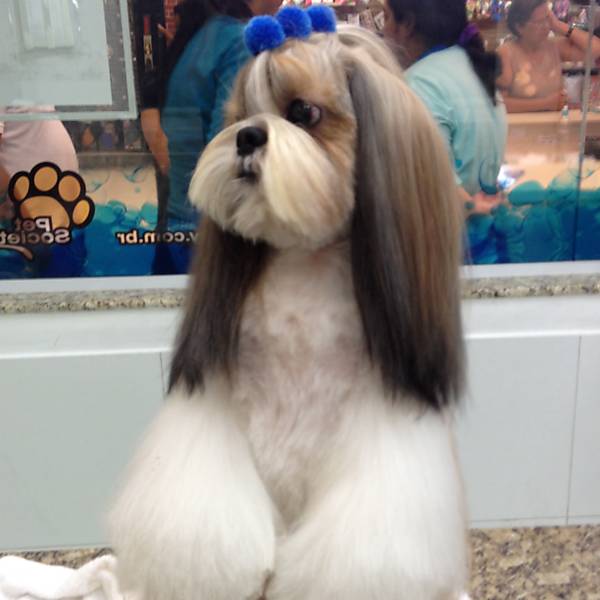 Fotos Tosas com coques, rabos ou tranças para shih tzu