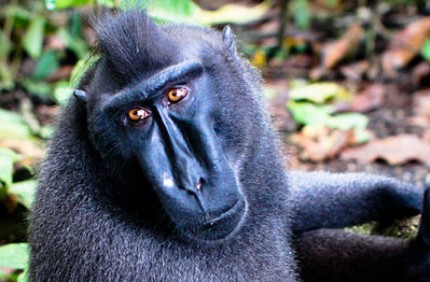 Light Magenta Monyet Hitam Sulawesi