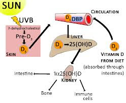 Vitamin D and Multiple Sclerosis an Update