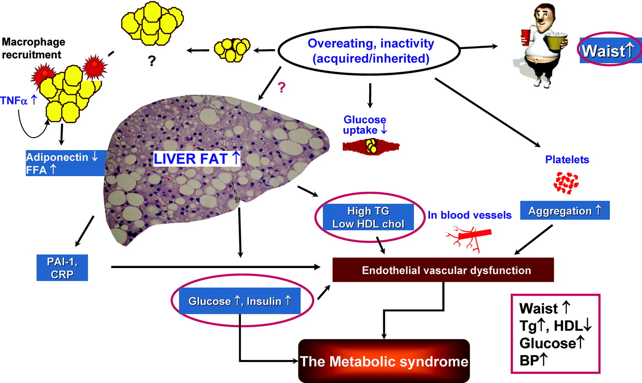 Fat Protein Carb's Fatty liver