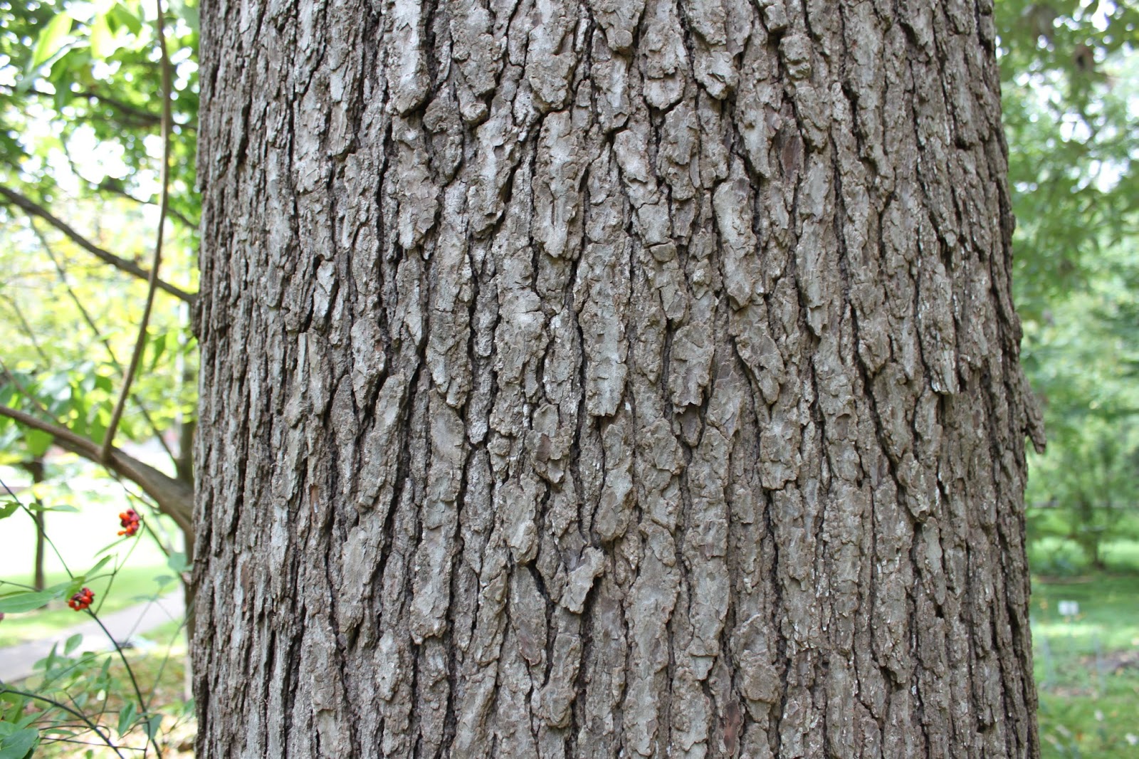 Centenary College Arboretum Tree of the Week Sweet Gum (Liquidambar