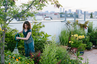 urban homesteading for beginners