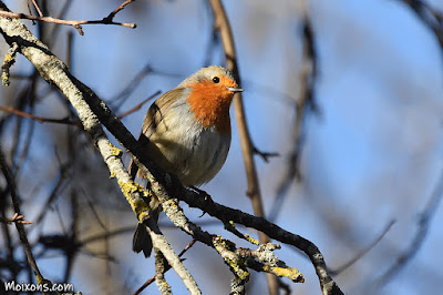 Pit-roig (Erithacus rubecula) Pit-roig (Erithacus rubecula)