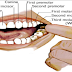 If You Feel Pain on a Specific Tooth Something Wrong on This Body Part