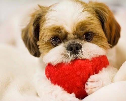 Porque o shih tzu lambe as partes íntimas