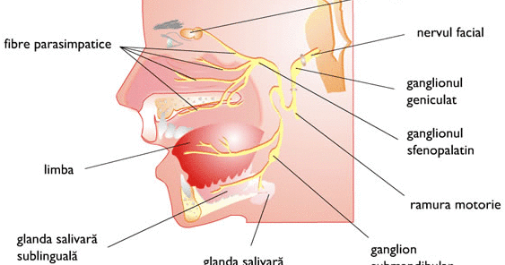 Infecții ale glandelor salivare