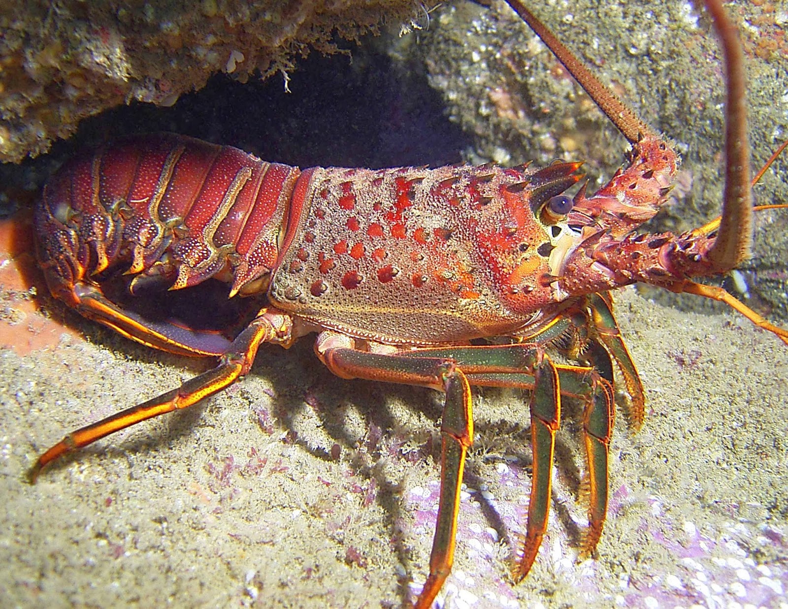 Marine scientists identify lobsters&amp;#39; ancestors - The Archaeology News ...