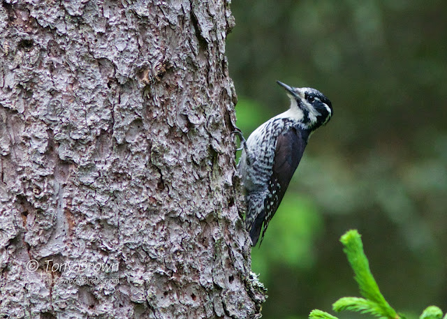 Three-toed Woodpecker Bialowieza, Poland