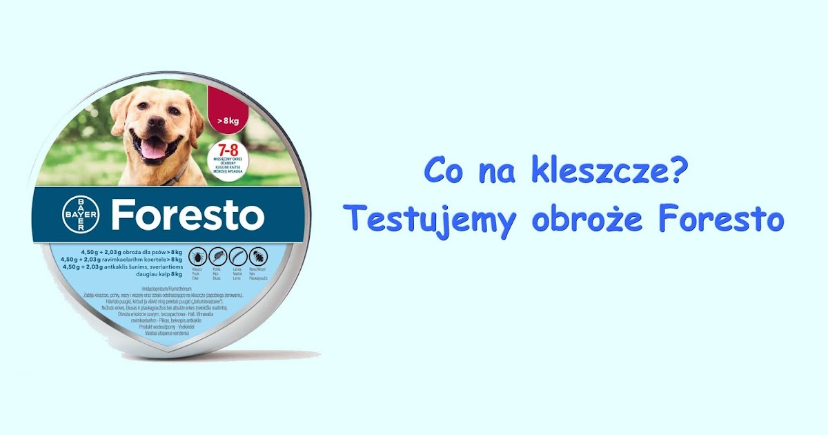 Biały Maltan: Co na kleszcze i pchły? Testujemy obroże Foresto