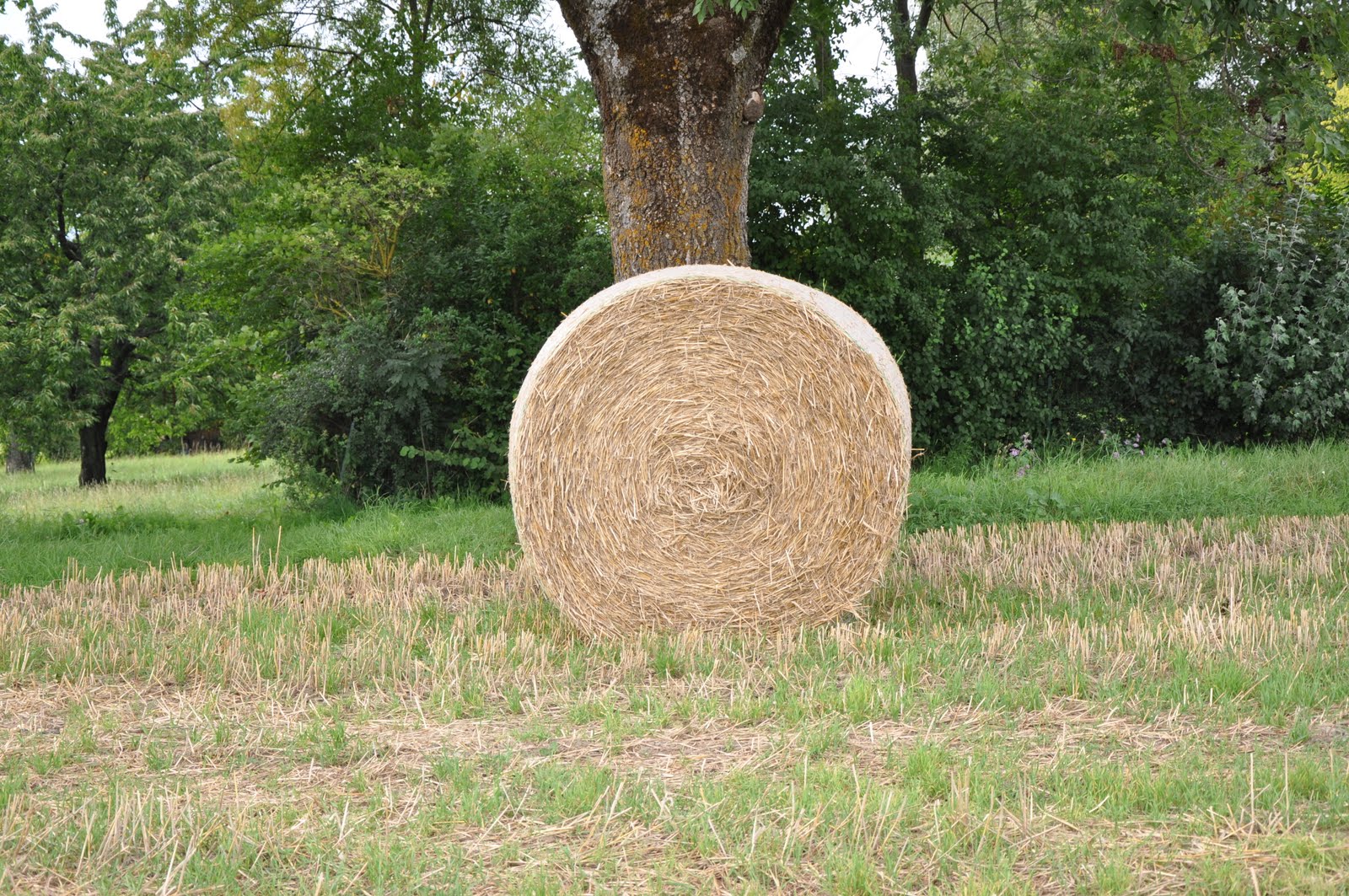 LE MAXIMUM Rouleaux de foin