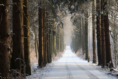 Bosque en el Invierno - Winter Forest 