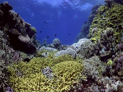 wordsofwisdom: Live in the Ocean