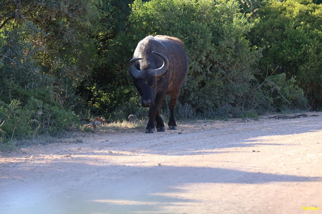 28-11-18. Addo Elephant National Park y llegada a Port Elizabeth. - Ciudad del Cabo y Garden Route (10)