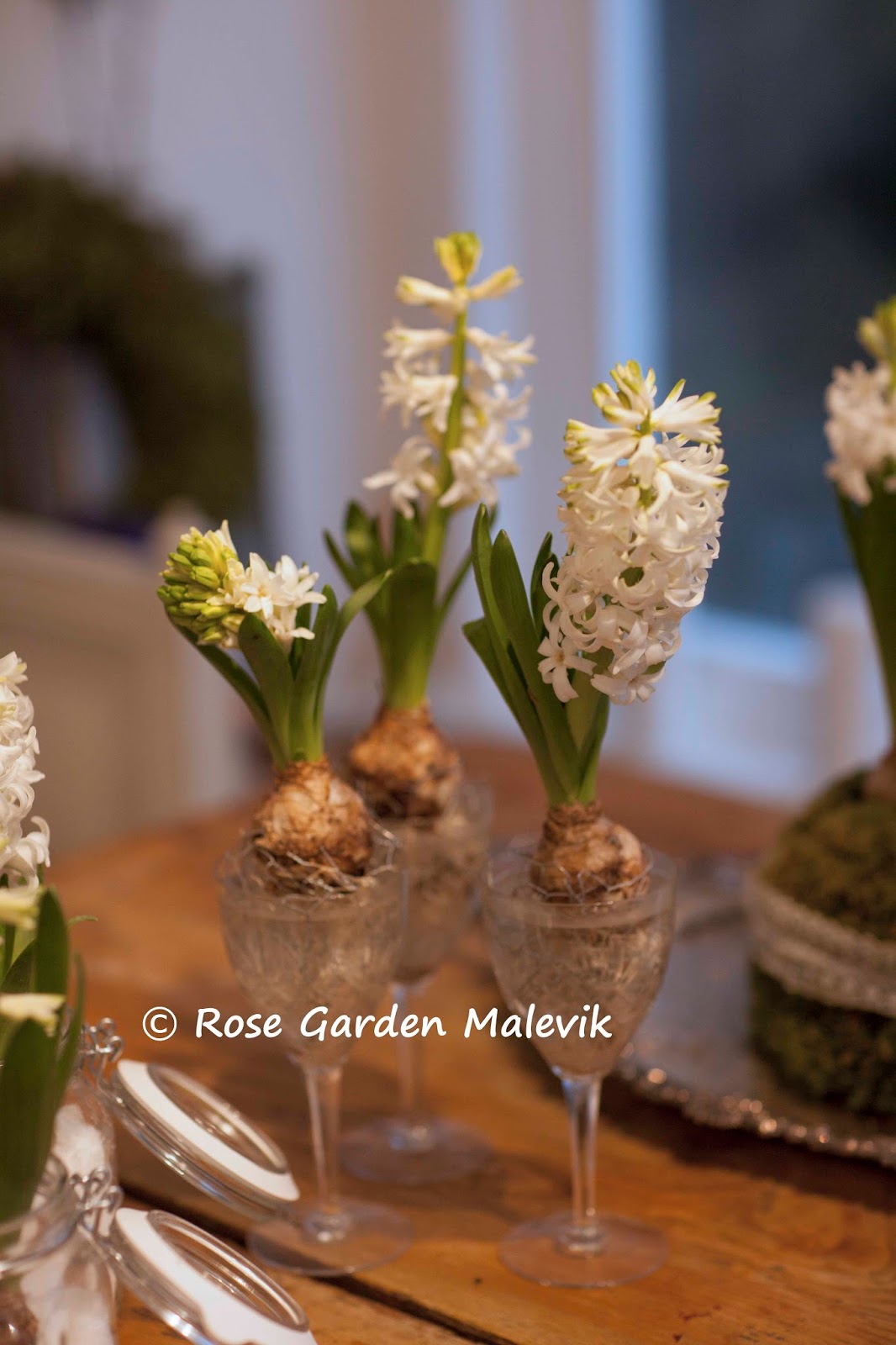 Rose garden malevik: pyssel med hyacinter ~ arrangement with hyacinths