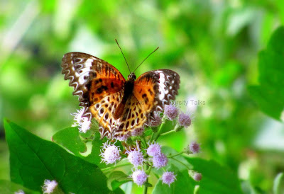   Tamil Lacewing,Cethosia nietneri, Agasthyarkoodam, Kerala, western ghat butterflies