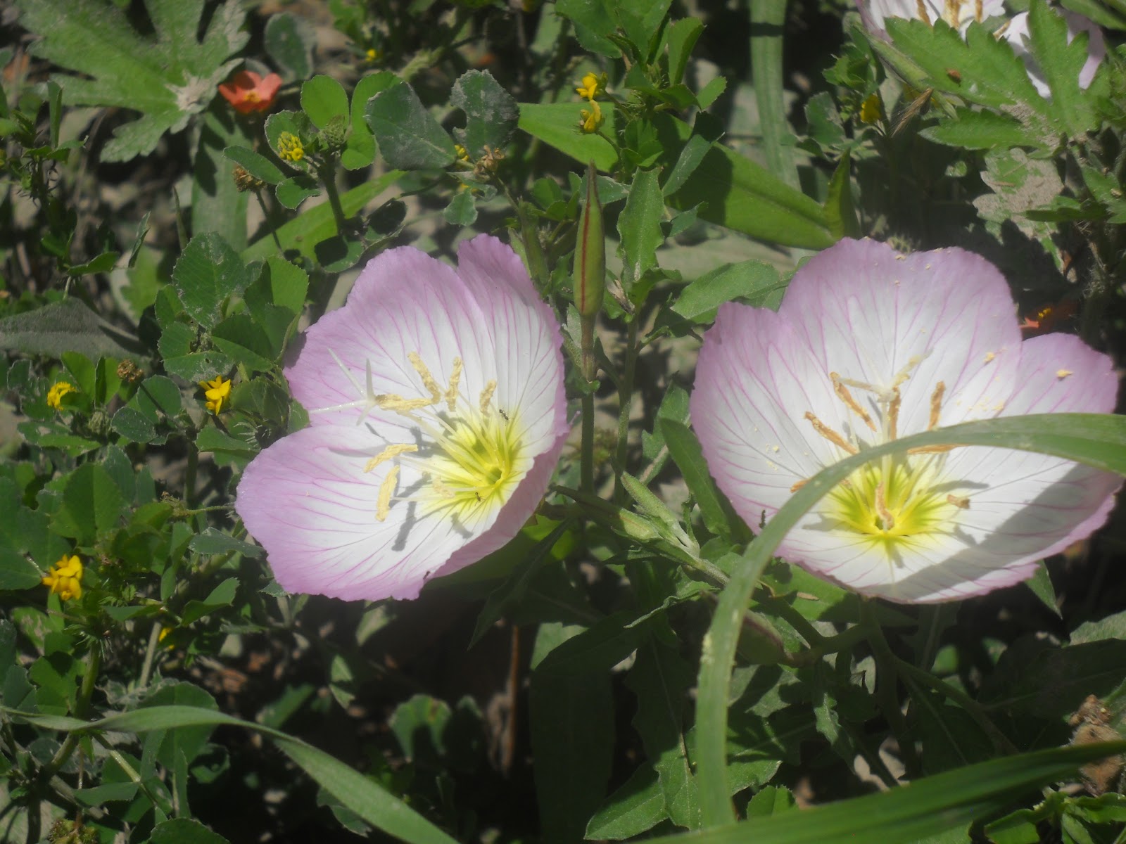 Cuban buttercup plant care