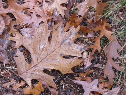 black oak leaf